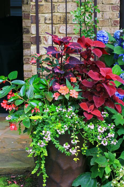 Shade Loving Plants For Large Pots at Christiana Shepherd blog