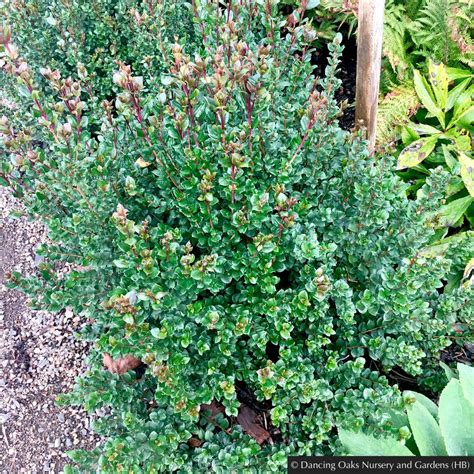 Luma apiculata, Chilean Myrtle – Dancing Oaks Nursery and Gardens