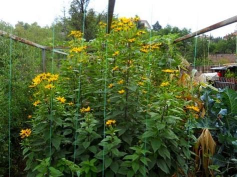 Yerelması - Page 2 - agaclar.net