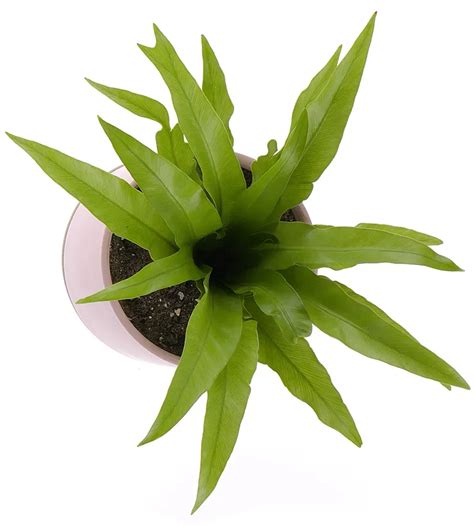 Image result for Pirate Shipping.com