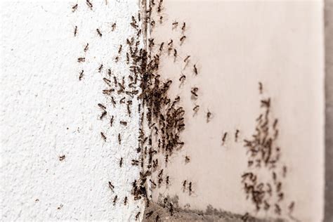 How Do Ants Get in Your House? | EcoGuard Pest Management