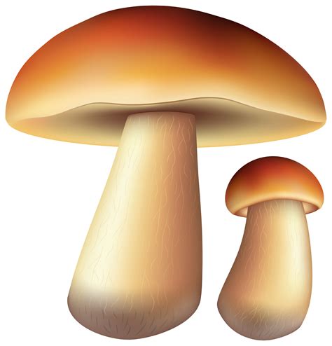 Mushrooms clipart edible mushroom, Mushrooms edible mushroom ...