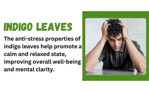 Yuvika Indigo Leaves - Indigo Leaf - Neel Patti - Neelambari ...