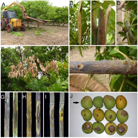 Image result for Mango Pruning Machine and Types