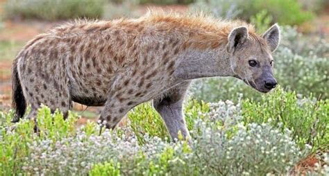 Image result for Sloth Family Tree