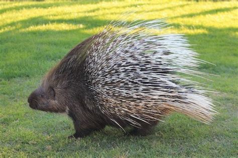 Video Of Porcupines Saving Their Children From Leopard Goes Viral