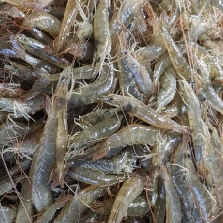 Horina Chingri / Prawns | Yummycut Fresh