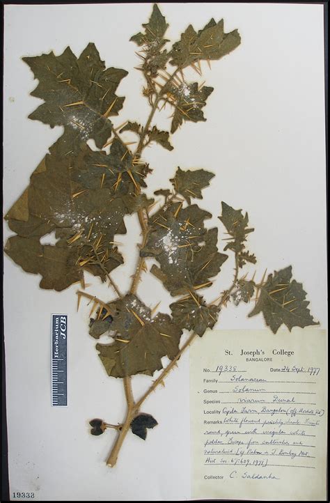 Herbarium JCB