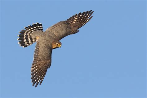 Image result for Merlin In-Flight