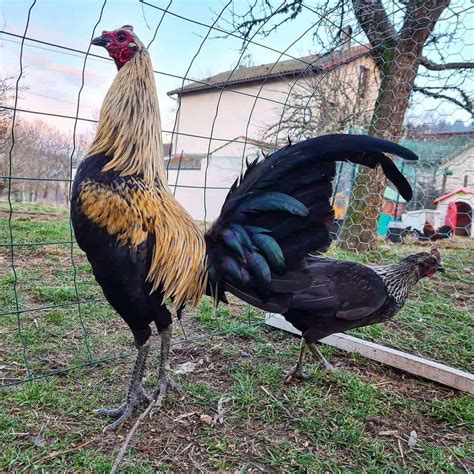 Old English Game Chicken: Eggs, Temperament, Size and Raising Tips