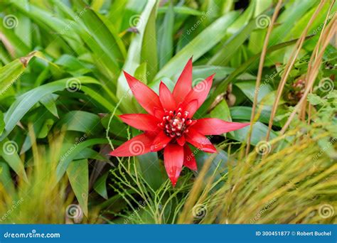 Scarlet Star or Guzmania Lingulata Plant in Saint Gallen in Switzerland ...