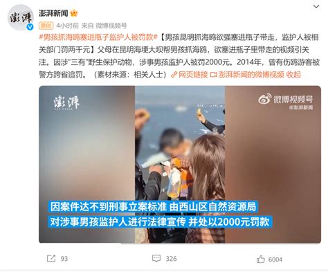 男孩抓海鸥塞瓶子，处罚结果来了！_荆州新闻网_荆州权威新闻门户网站