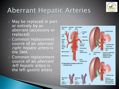 Anatomy of Liver Presentation | PPTX