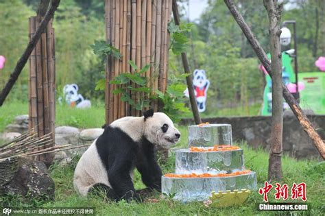大熊猫繁育研究基地的慵懒午后，大熊猫宝宝变成“趴趴熊”_睡意_成都_时光