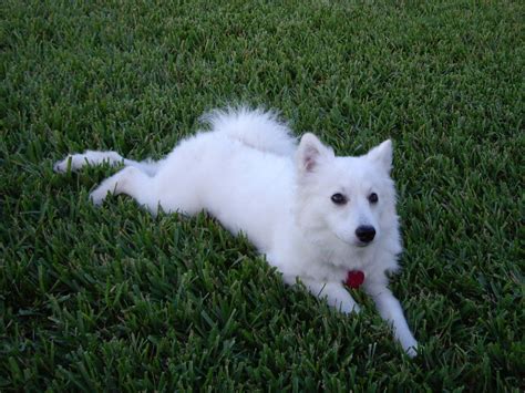 American Eskimo Spitz: breed description, care and maintenance