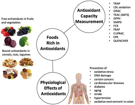 Antioxidants In Spanish Translation at Oscar Godson blog