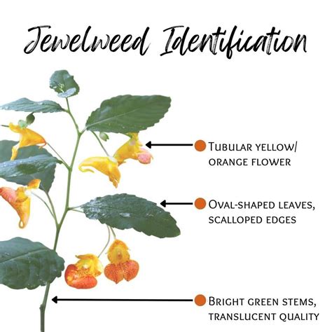 How to Identify Poison Ivy — and Jewelweed, a Natural Remedy