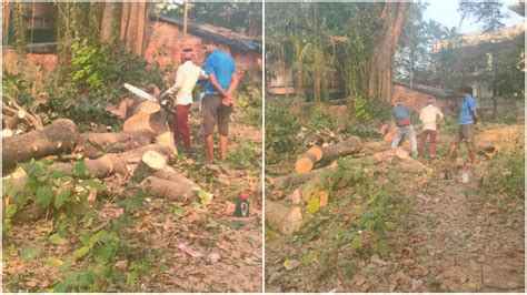 Ratanpally Tree Cutting: শান্তিনিকেতনের রতনপল্লিতে কাটা হচ্ছে ...