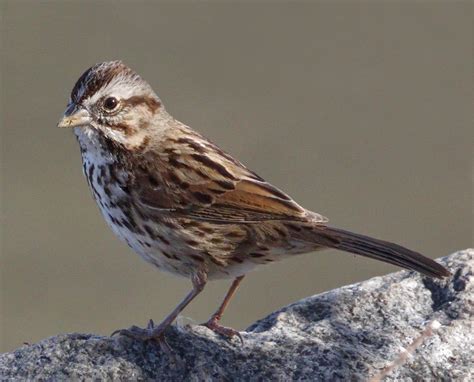 Song Sparrow | San Diego Bird Spot