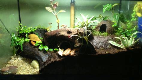 10 Gallon Aquarium Reptile - Rin Aquarium Fish