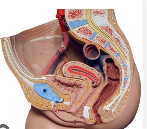 Image result for Making Female Reproductive Organ Model