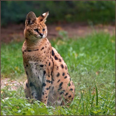 Serval, an African wild cat The serval Leptailurus