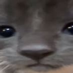 Fake IP Grabber Roblox Script 的图像结果