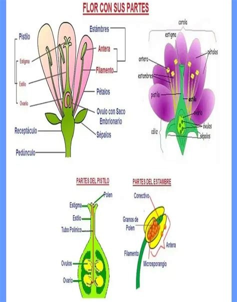 Dibujo De Una Flor Y Sus Partes - Urema Nacor