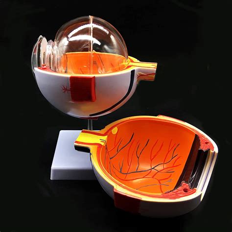 Buy 6X Enlarged Human Eye Anatomical Model,Anatomically Accurate Eye ...