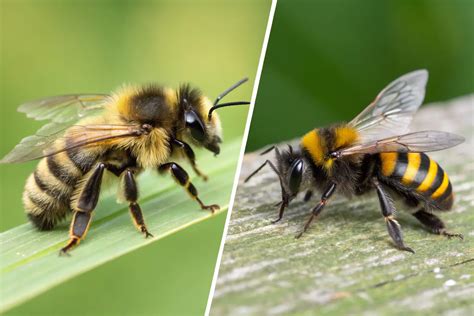 Honeybee Vs Bumblebee