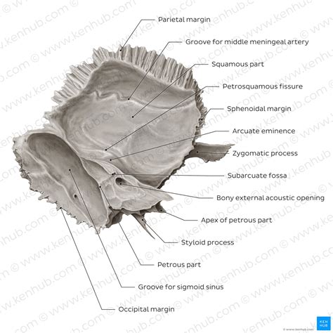 Temporal Bone Petrous Part Anatomy