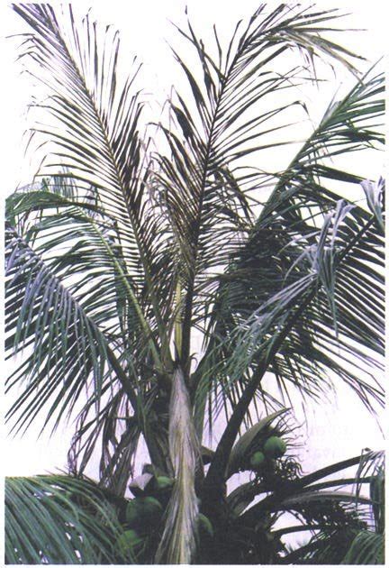 Image result for Palm Tree Rot