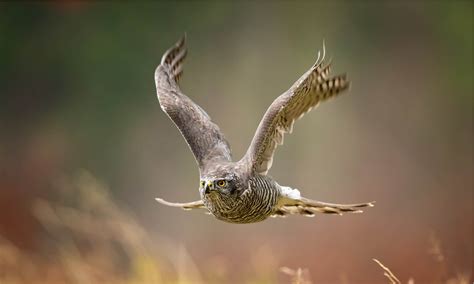 Hawk Predators: What Eats Hawks? - A-Z Animals