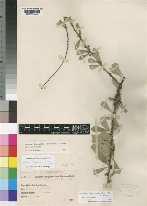 Gymnosporia heterophylla (Eckl. & Zeyh.) Loes. | Plants of the World ...