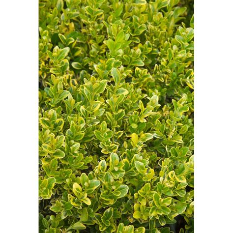 Monrovia Golden Triumph Boxwood Foundation/Hedge Shrub in 2.6-Quart Pot ...