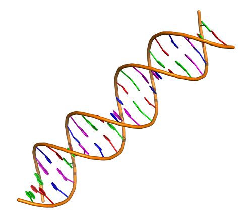 为什么RNA不能形成双链结构替代DNA成为遗传物质？_腾讯新闻