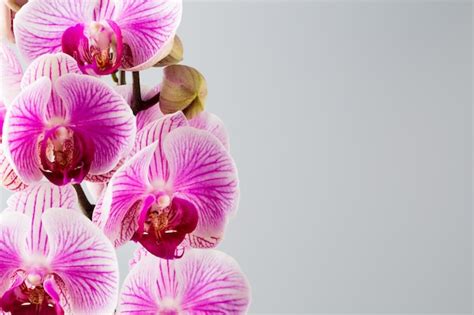 Pink orchid with grey copyspace | Premium Photo