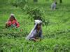 pest attacks: Latest News & Videos, Photos about pest attacks | The ...
