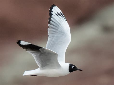 Gaviota Andina - eBird