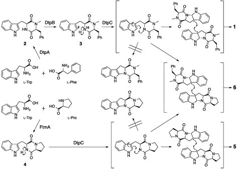 Evaluation of Biosynthetic Pathway and Engineered Biosynthesis of Alkaloids