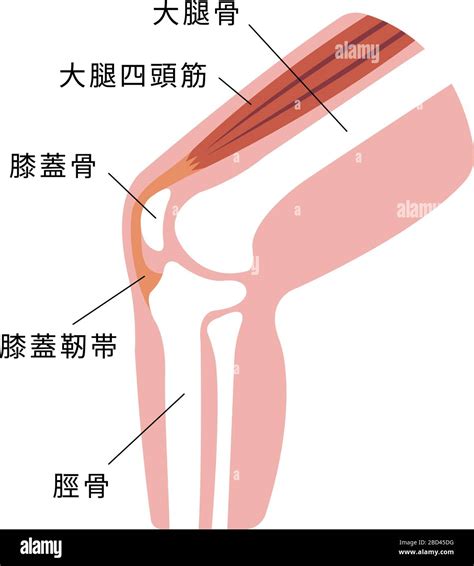 Knee joint section illustration Stock Vector Image & Art - Alamy