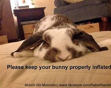 Image result for Super Cute Baby Bunny Memes