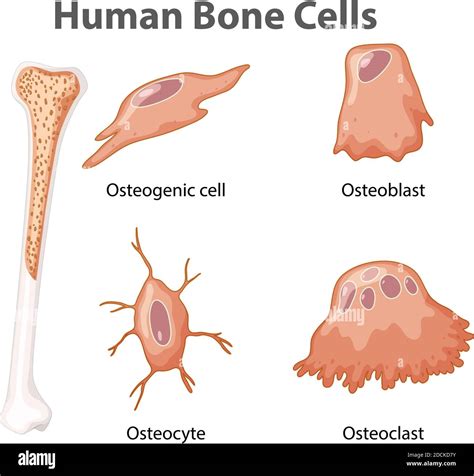 Bone Cell Structure Types Of Bone Cells