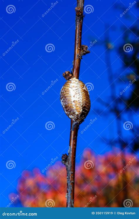 Hierodula Transcaucasica - Cocoon with Praying Mantis Eggs Stock Image - Image of predatory ...