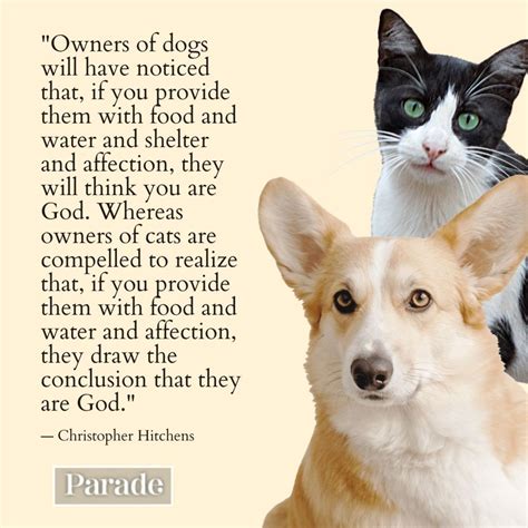 Why Are Cats Not As Affectionate As Dogs