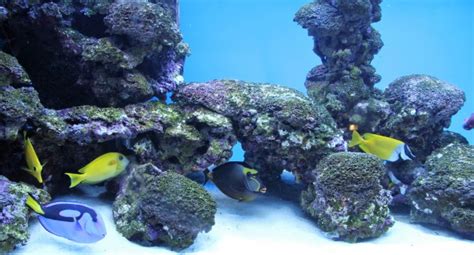 Image result for Background for Distributed Database