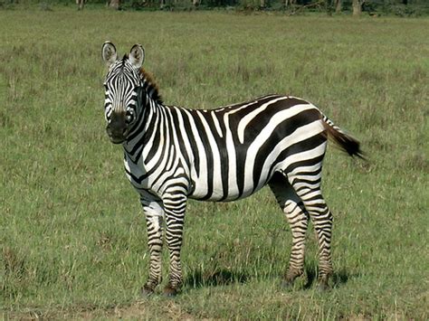 Image result for Zebra Programming Language Applications