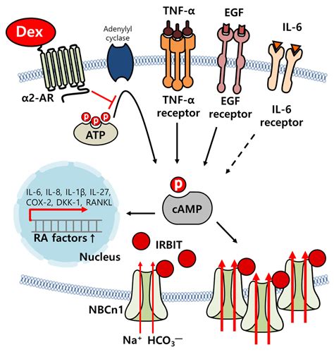 Multiple-Factors-Induced Rheumatoid Arthritis Synoviocyte Activation Is ...
