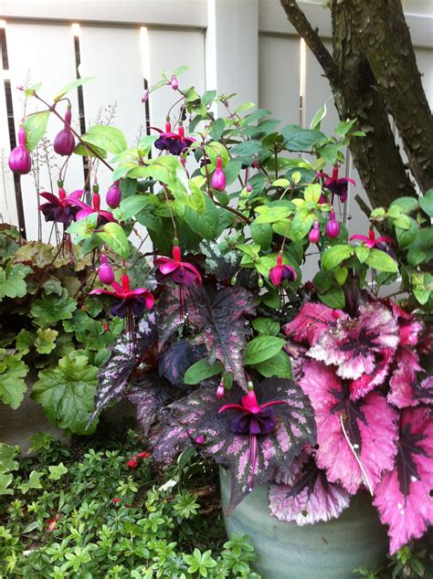 Colorful Container Garden Design with Fuchsia 'Dark Eyes' and Rex Begonias