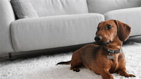 Pet Vet Hospital And Wellness Center FAQs